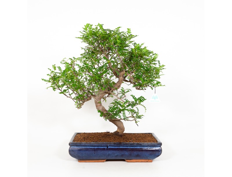 Zanthoxylum - Albero del pepe - 56 cm