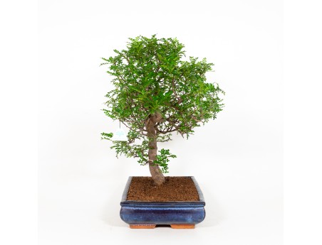Zanthoxylum - Pepper tree - 56 cm