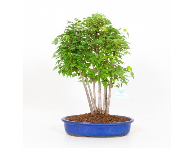 Acer buergerianum - érable - 40 cm