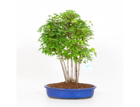 Acer buergerianum - maple - 40 cm