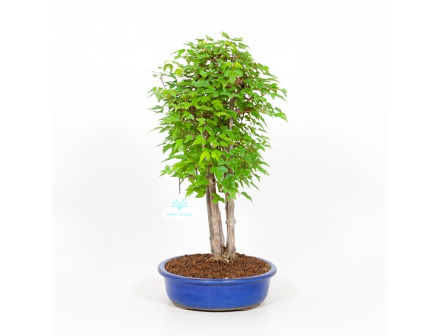 Acer buergerianum - acero - 40 cm 2