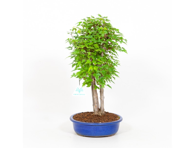 Acer buergerianum - maple - 40 cm