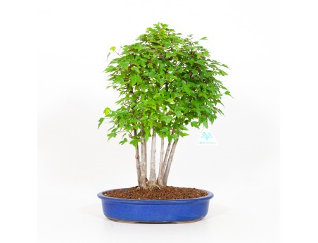 Acer buergerianum - acero - 40 cm