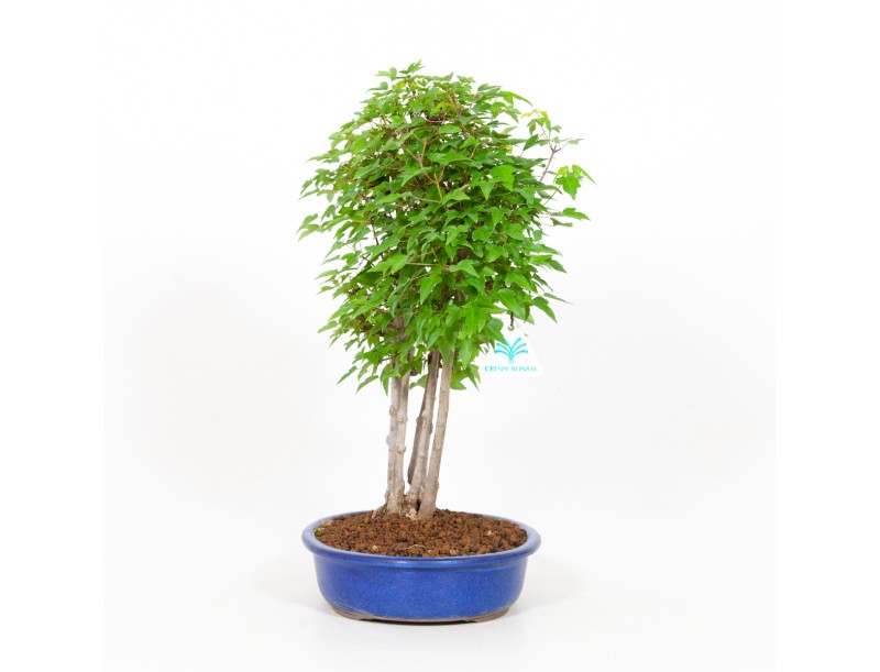 Acer buergerianum - acero - 40 cm