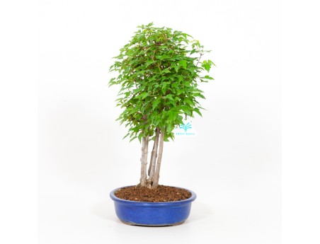 Acer buergerianum - érable - 40 cm