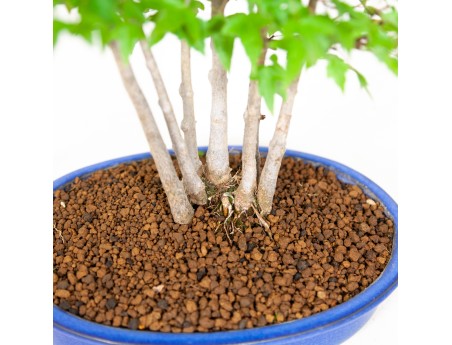 Acer buergerianum - maple - 40 cm