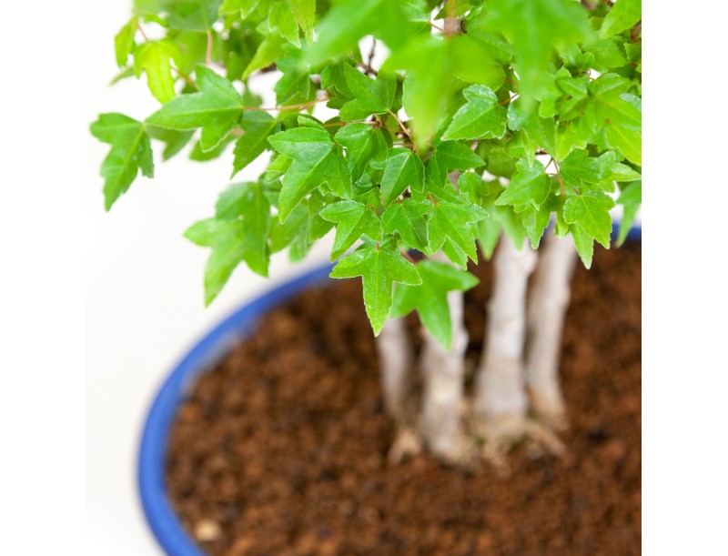 Acer buergerianum - acero - 40 cm