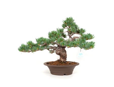 Pinus pentaphylla - Pino - 40 cm