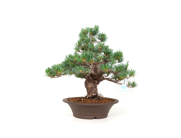 Pinus pentaphylla - Pine five needles - 40 cm 2
