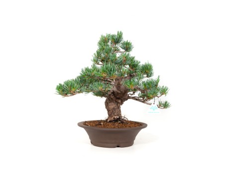 Pinus pentaphylla - Pin à cinq aiguilles - 40 cm