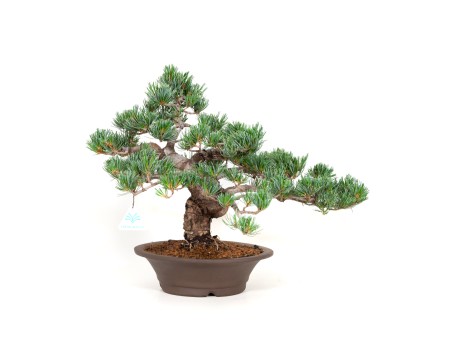 Pinus pentaphylla - Den - 40 cm