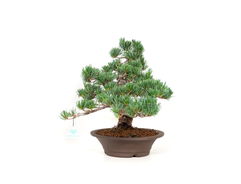 Pinus pentaphylla - Kiefer - 40 cm