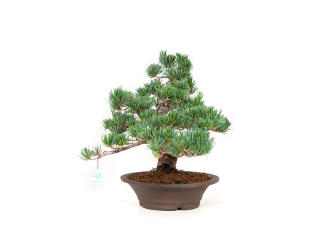 Pinus pentaphylla - Pin à cinq aiguilles - 40 cm