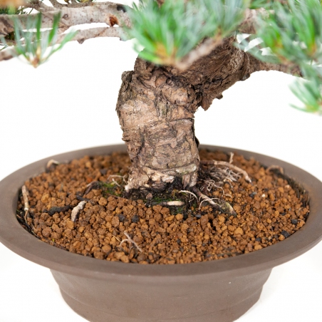 Pinus pentaphylla - Pino - 40 cm