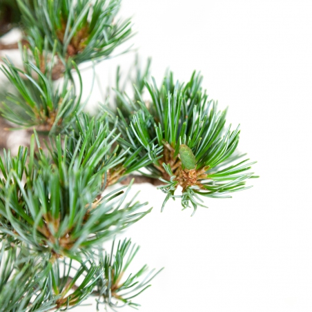 Pinus pentaphylla - Pino - 40 cm