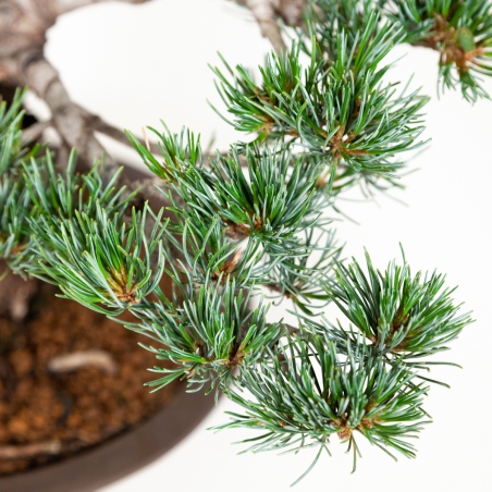 Pinus pentaphylla - Pine five needles - 40 cm
