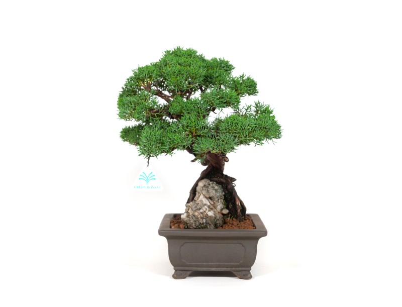 Juniperus chinensis - Jeneverbes - 36 cm