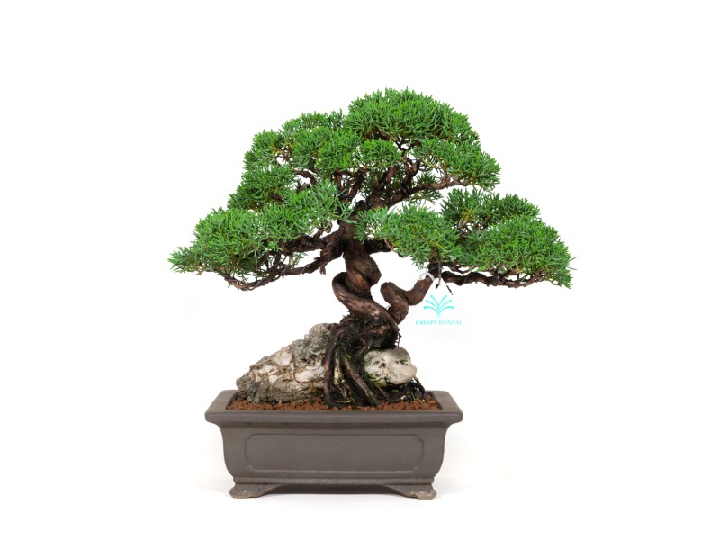 Juniperus chinensis - Enebro - 36 cm