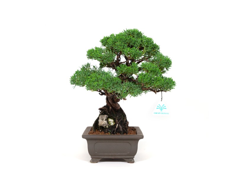 Juniperus chinensis - Ginepro - 36 cm