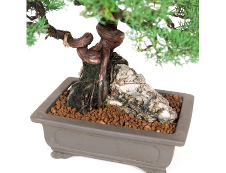 Juniperus chinensis - Enebro - 36 cm
