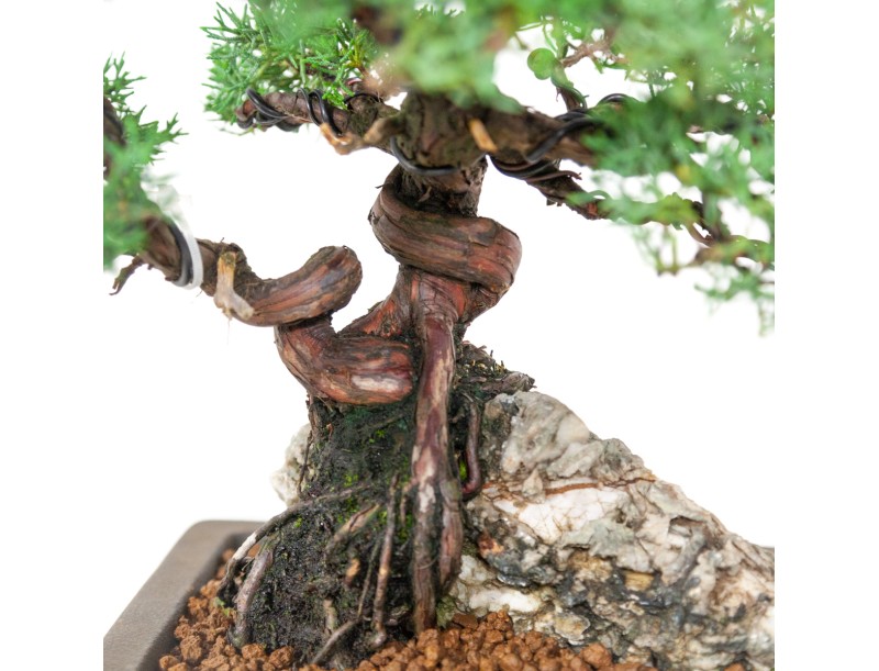 Juniperus chinensis - Wacholder - 36 cm
