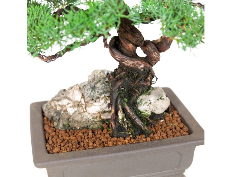 Juniperus chinensis - Enebro - 36 cm