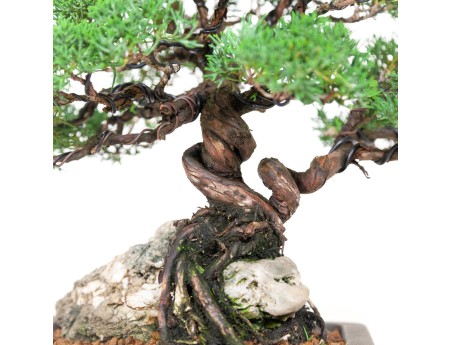 Juniperus chinensis - Ginepro - 36 cm