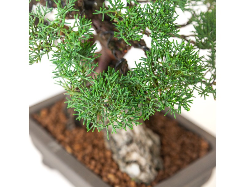 Juniperus chinensis - Jeneverbes - 36 cm