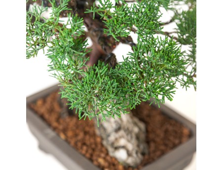 Juniperus chinensis - Wacholder - 36 cm