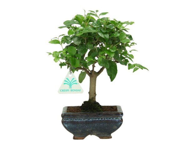 Ligustrum - Liguster - 22 cm