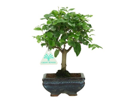Ligustrum - Liguster - 22 cm