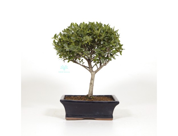 Ilex crenata - Houx - 31 cm