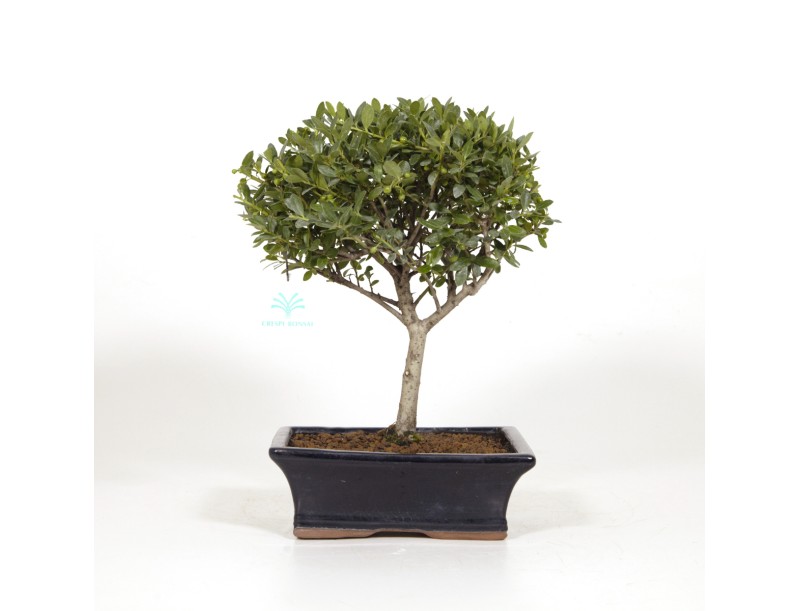 Ilex crenata - Agrifoglio - 31 cm
