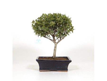 Ilex crenata - Holly - 31 cm