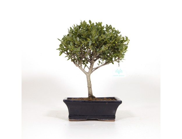 Ilex crenata - Houx - 31 cm 2