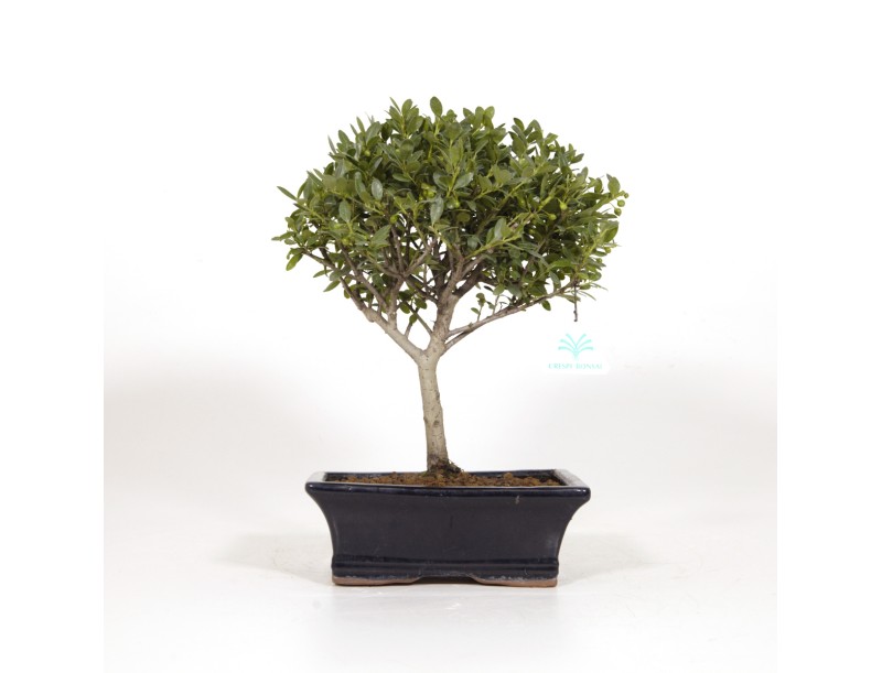 Ilex crenata - Agrifoglio - 31 cm