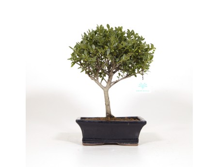 Ilex crenata - Houx - 31 cm