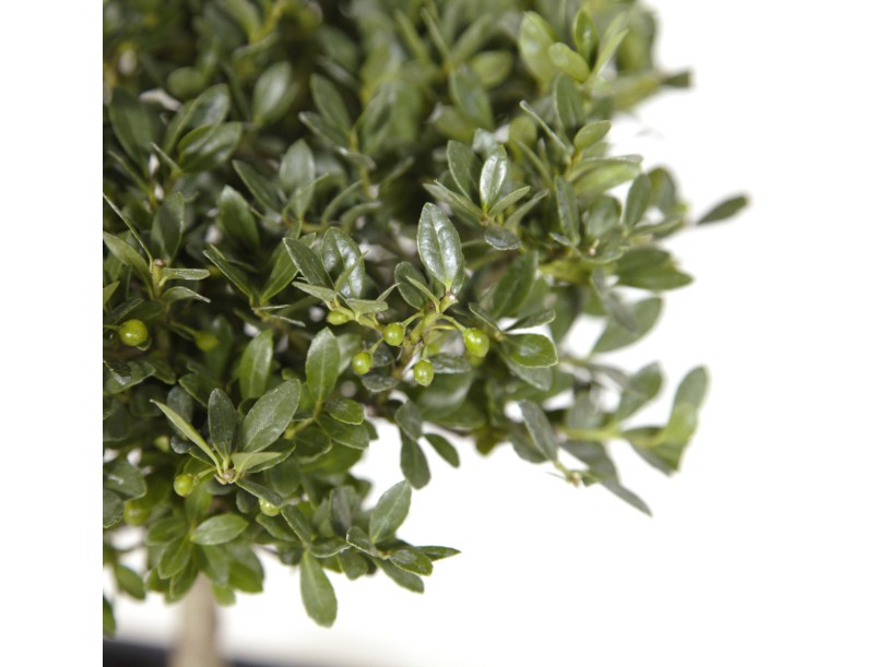 Ilex crenata - 31 cm