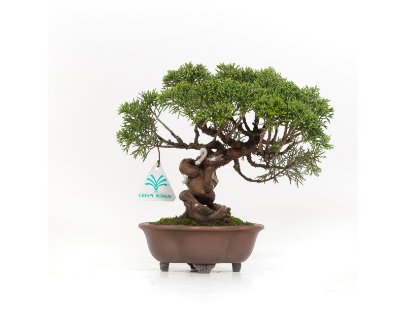 Juniperus chinensis - Wacholder - 21 cm