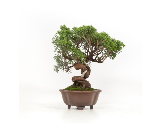 Juniperus chinensis - Juniper - 21 cm 2