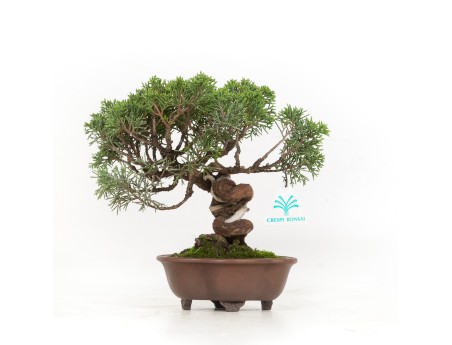 Juniperus chinensis - Wacholder - 21 cm