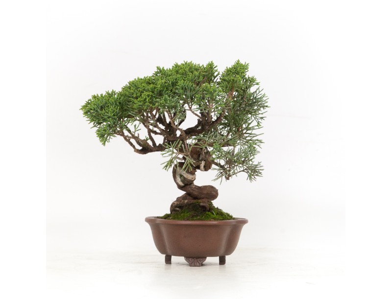 Juniperus chinensis - Wacholder - 21 cm