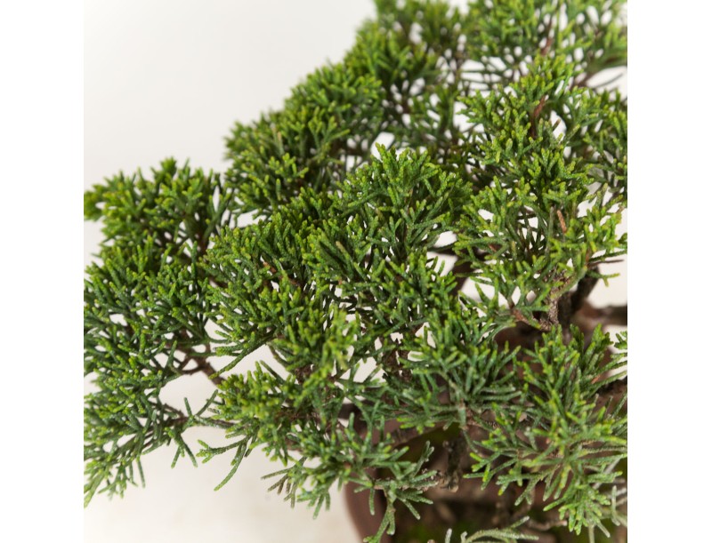 Juniperus chinensis - Wacholder - 21 cm