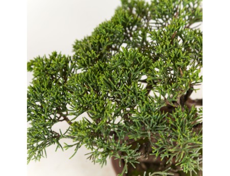 Juniperus chinensis - Juniper - 21 cm