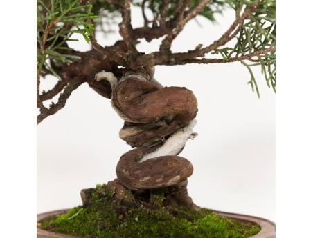 Juniperus chinensis - Wacholder - 21 cm