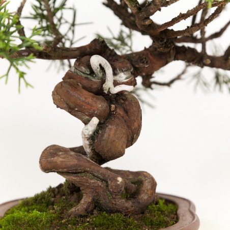 Juniperus chinensis - Juniper - 21 cm