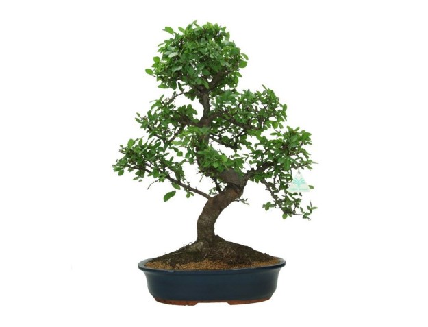 Zelkova nire - Elm - 57 cm
