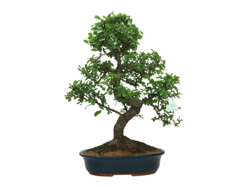 Zelkova nire - Ulme - 57 cm