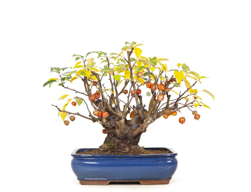 Malus evereste - Melo - 48 cm