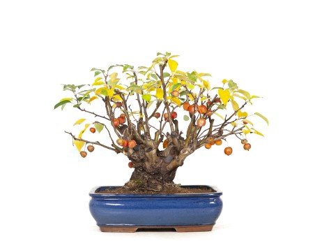 Malus evereste - Melo - 48 cm